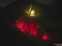 73723LeNrUsm - Bruce the Spruce, alight and under snow   Each New Day A Miracle  [  Understanding the Bible   |   Poetry   |   Story  ]- by Pete Rhebergen